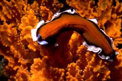 'OLD LACE' Flatworm on orange sponge. Walindi Plantation;... by Rick Tegeler 